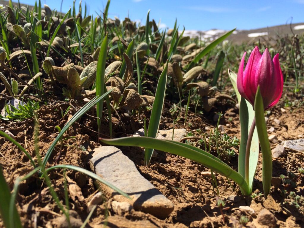 Tulipa pulchella
