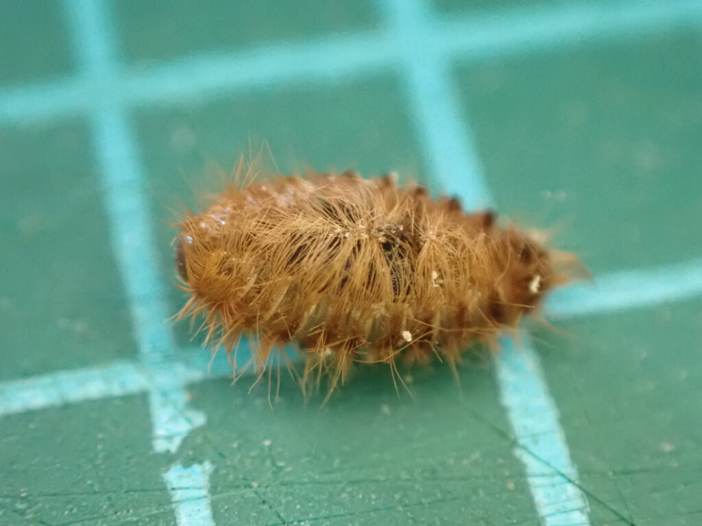 カマキリタマゴカツオブシムシの蛹の殻