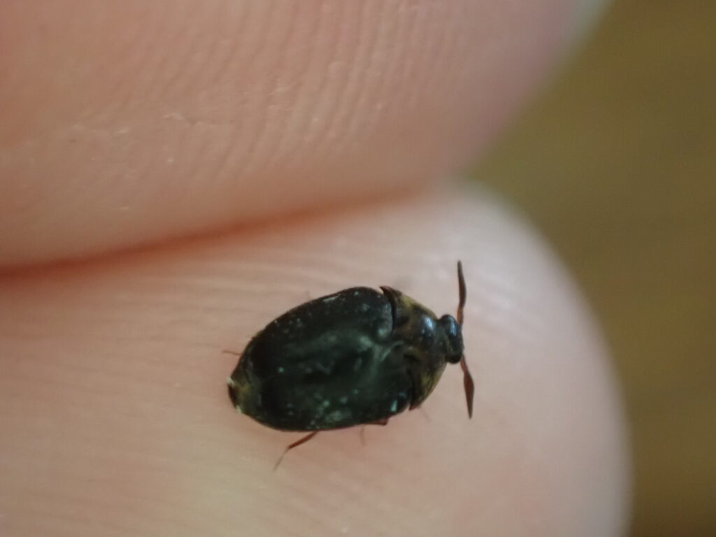 カマキリタマゴカツオブシムシ