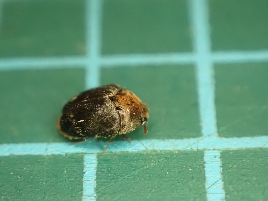 カマキリタマゴカツオブシムシ