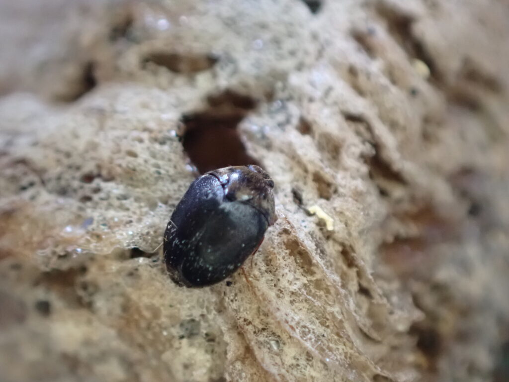 カマキリタマゴカツオブシムシ