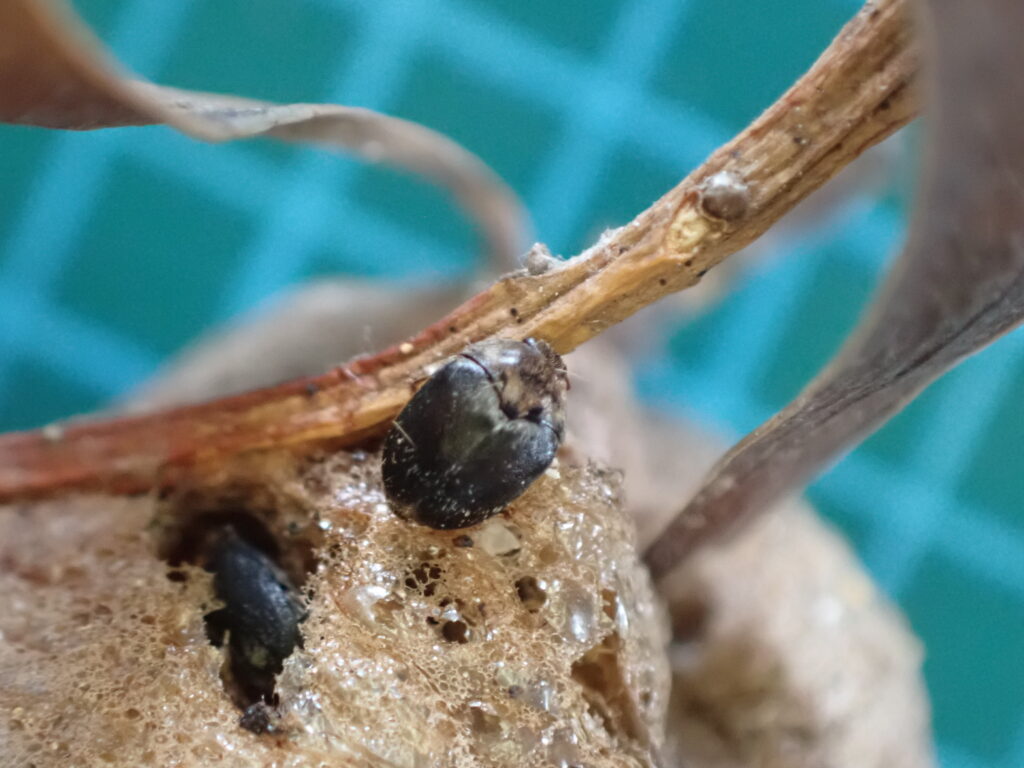 カマキリタマゴカツオブシムシ
