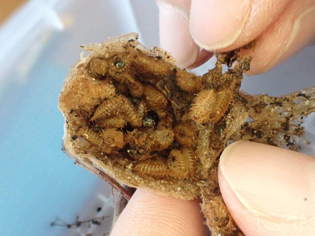 カマキリタマゴカツオブシムシの蛹の殻が詰まったオオカマキリの卵鞘