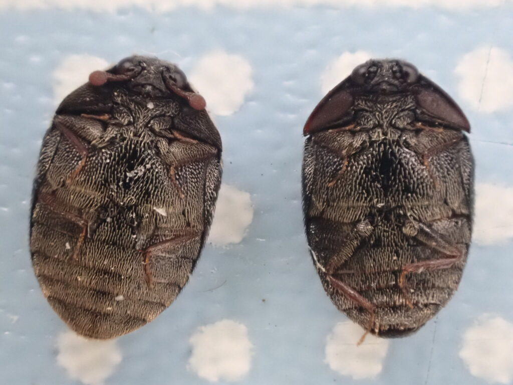 カマキリタマゴカツオブシムシ