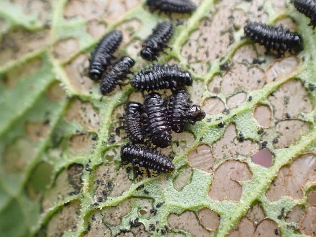 コガタルリハムシの幼虫