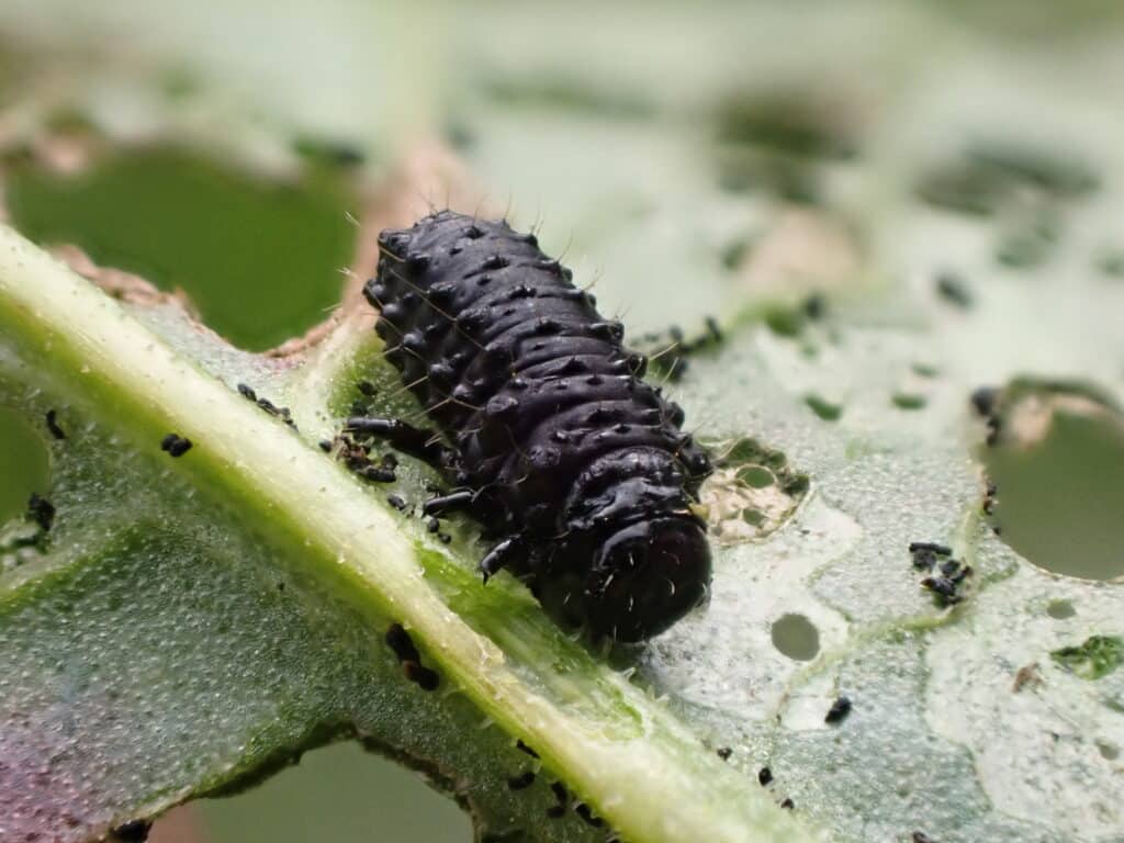 コガタルリハムシの幼虫