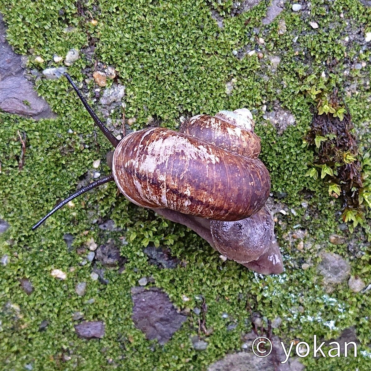 かたつむりの戸締まり - いきもの発見日和