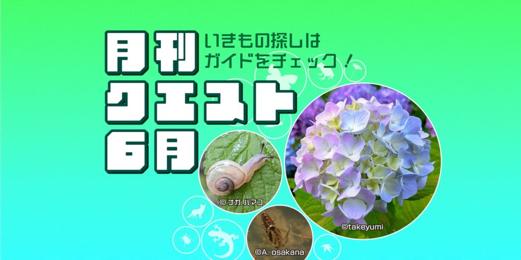 6月のクエスト一覧