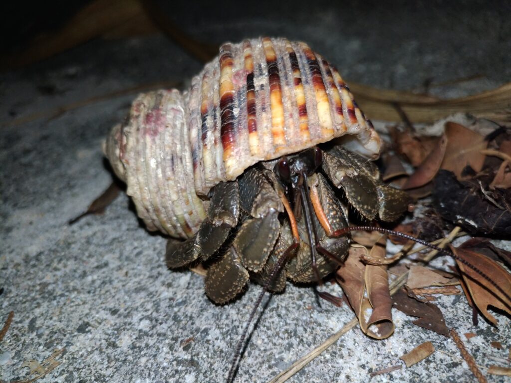 オカヤドカリの仲間