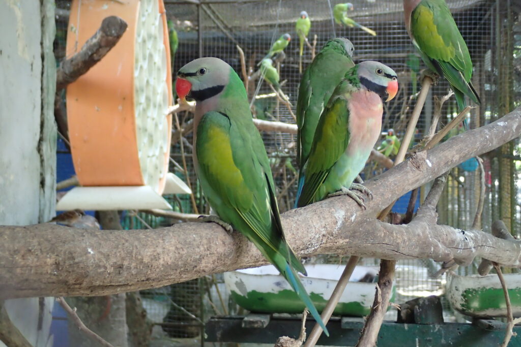 ハイガシラホンセイインコ