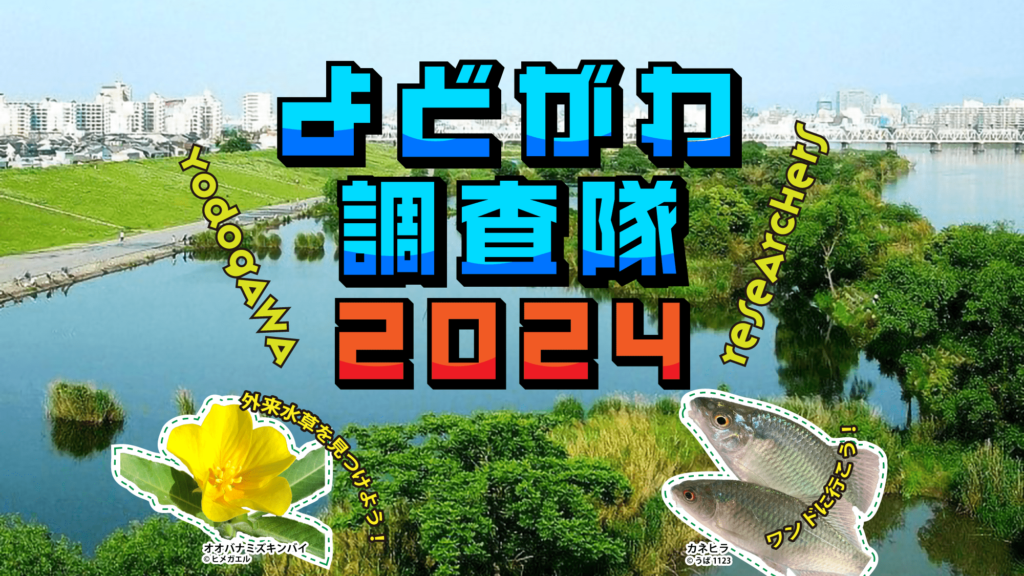 よどがわ調査隊2024 ー外来水草と水辺のいきものを探せ！ー
