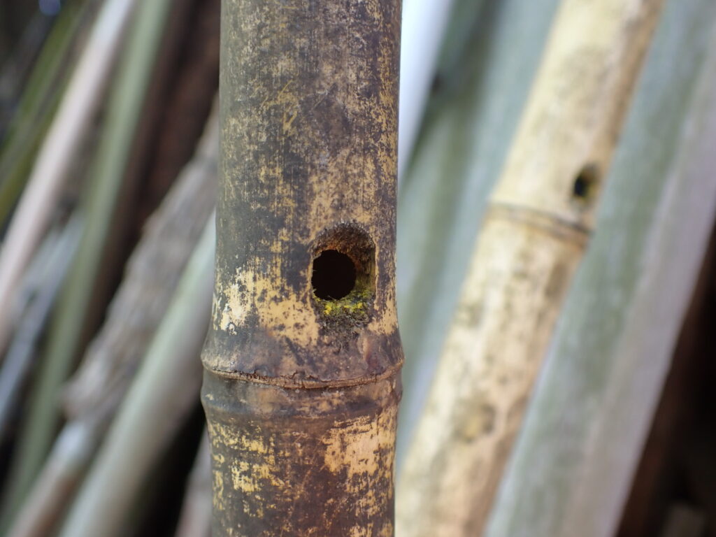 タイワンタケクマバチの巣