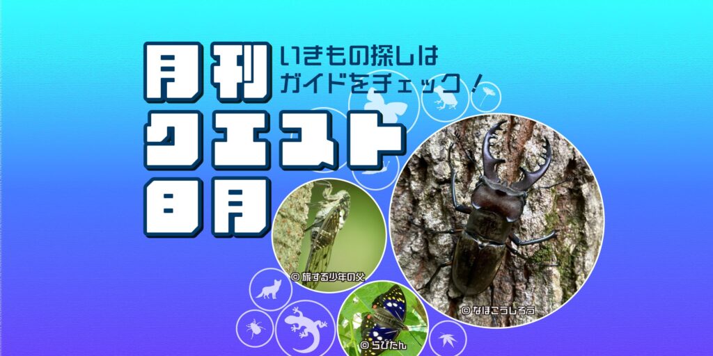 8月のクエスト一覧