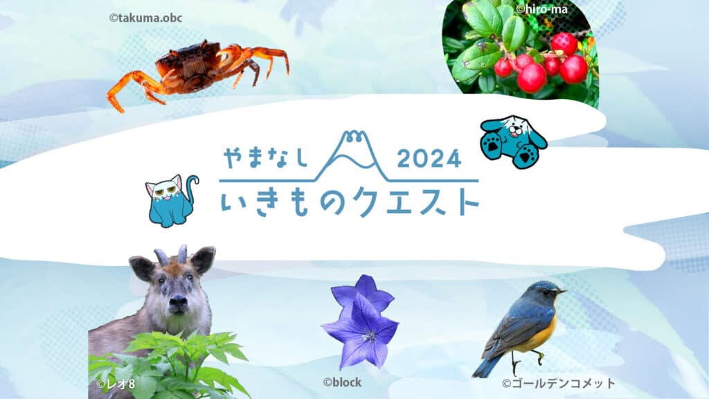 【山梨県富士山科学研究所×バイオーム】やまなしいきものクエスト2024