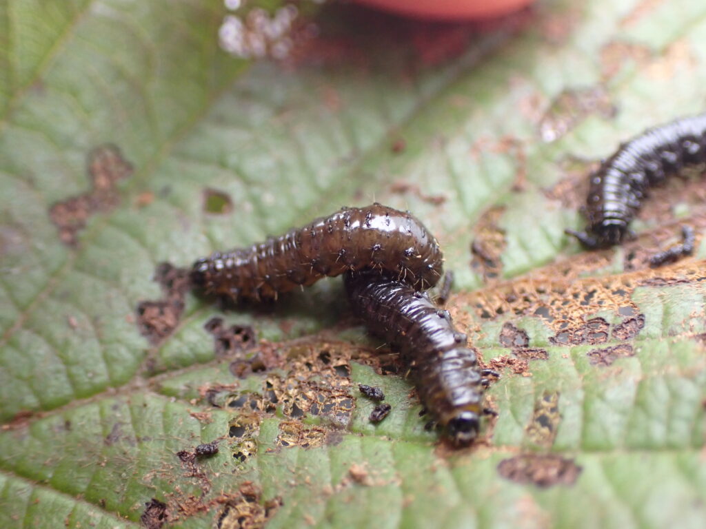 ハンノキハムシの幼虫