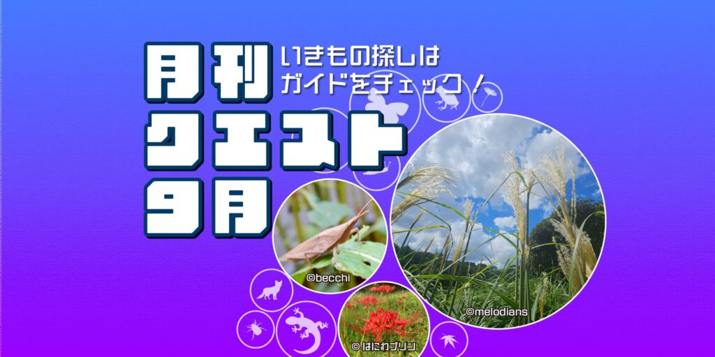 9月のクエスト一覧