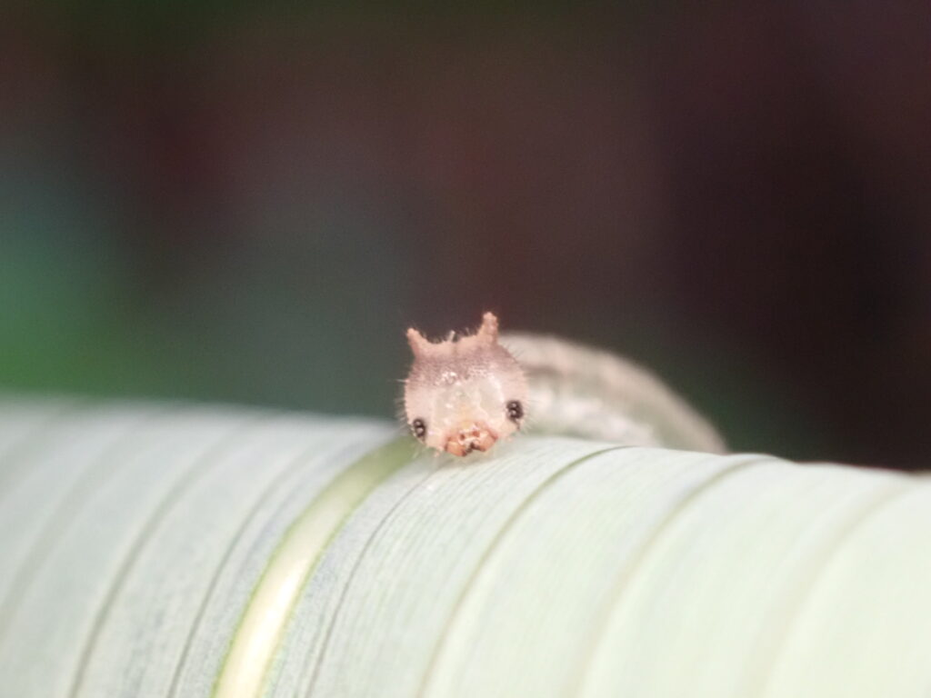 キマダラヒカゲ