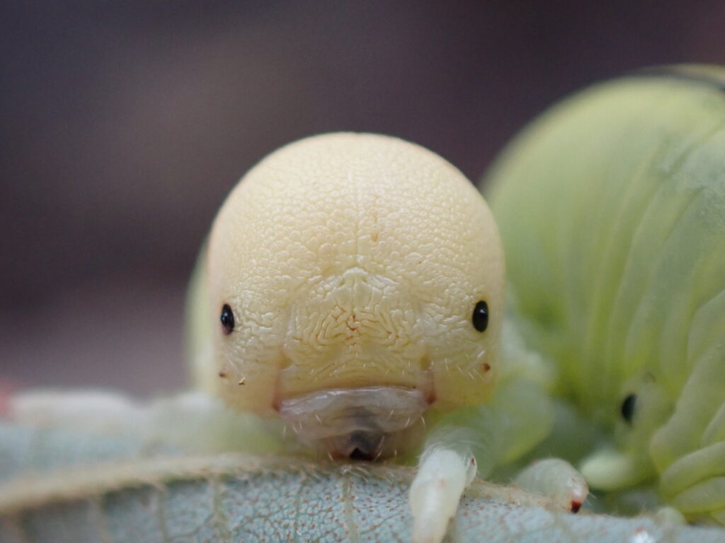 キイロモモブトハバチ