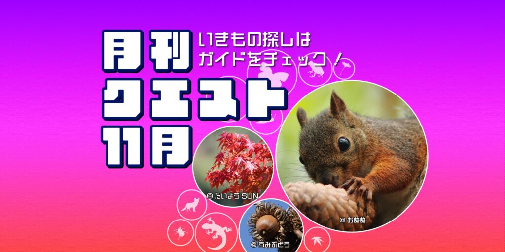 11月のクエスト一覧