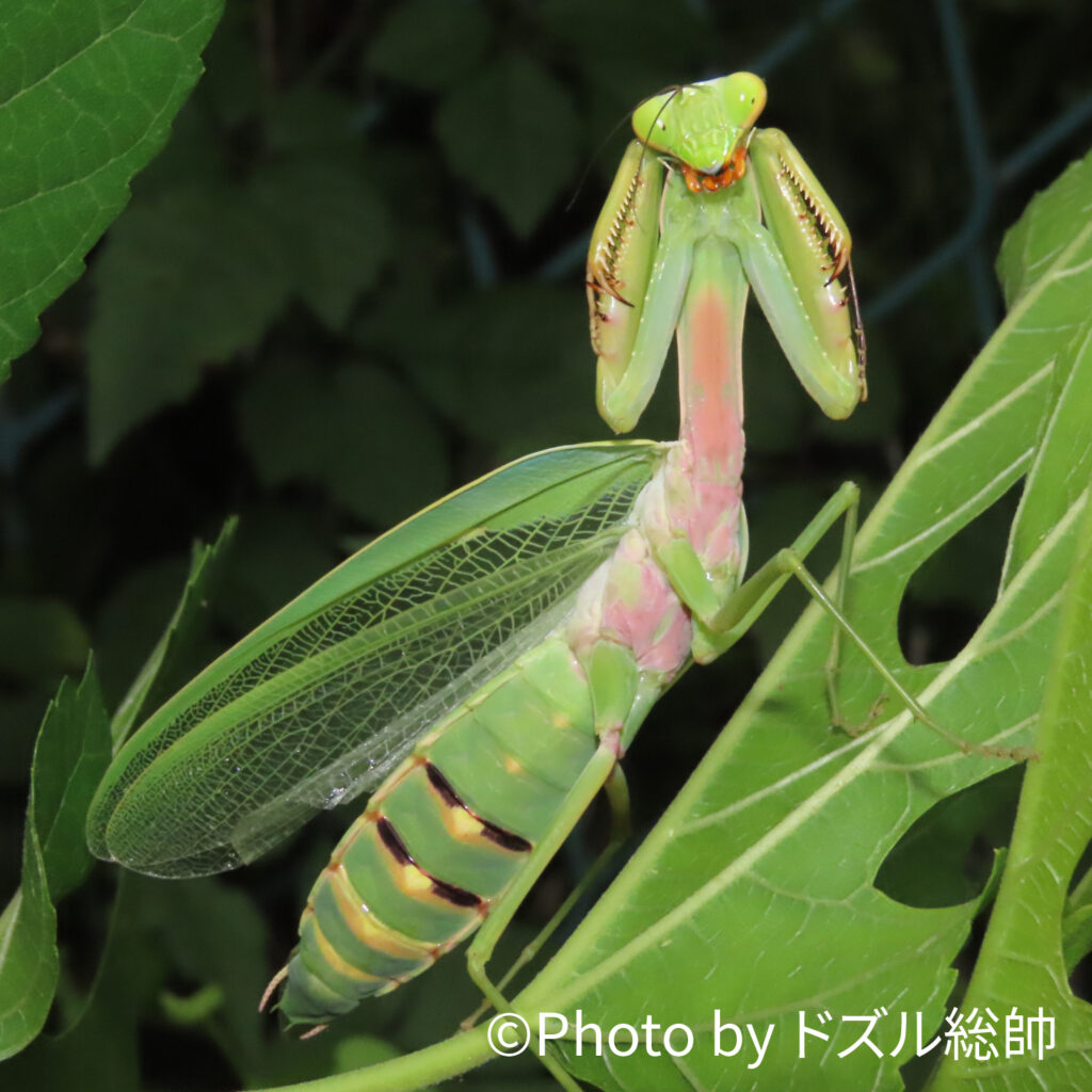 ムネアカハラビロカマキリ（Photo by ドズル総帥）