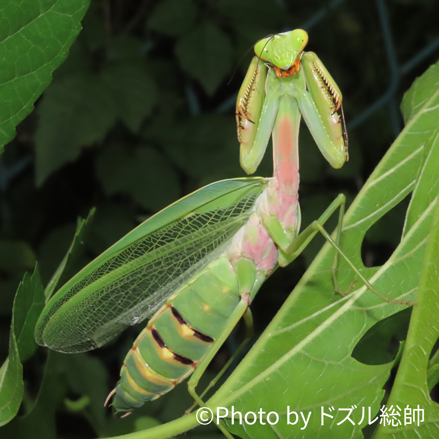ハラビロカマキリ大ピンチ！ ：ムネアカハラビロカマキリ増えてます