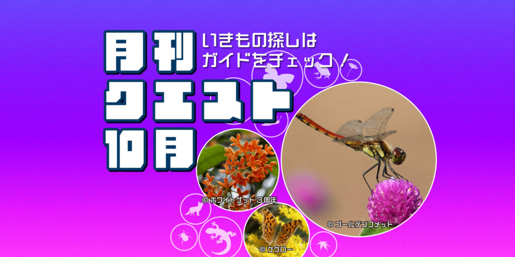 10月のクエスト一覧