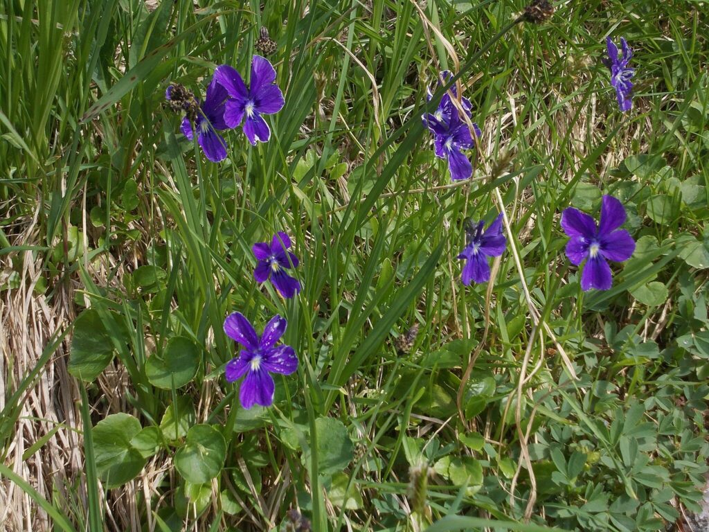 Viola_altaica