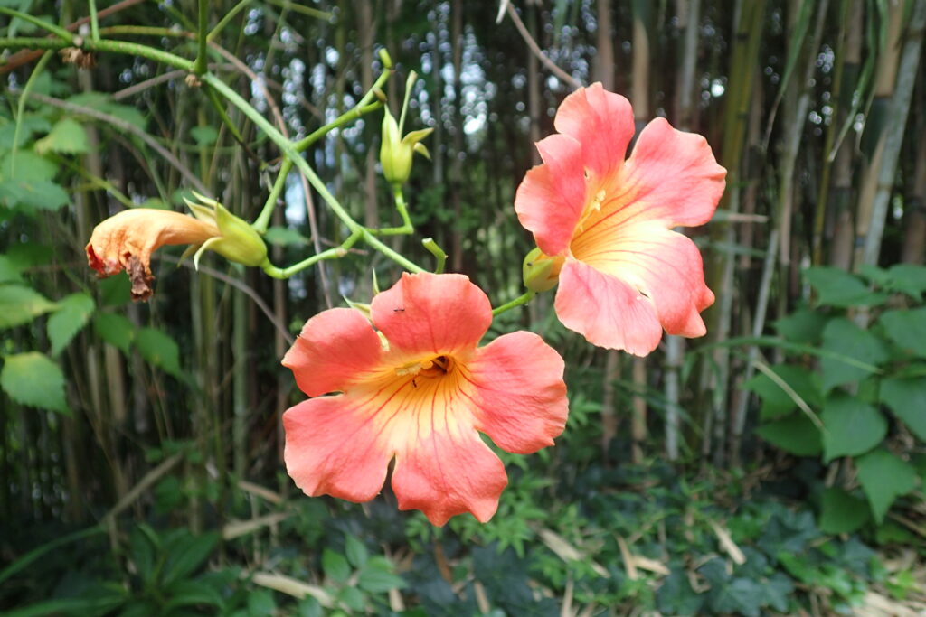 ノウゼンカズラ