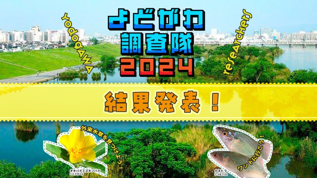 よどがわ調査隊2024 ー外来水草と水辺のいきものを探せ！ー 結果発表！