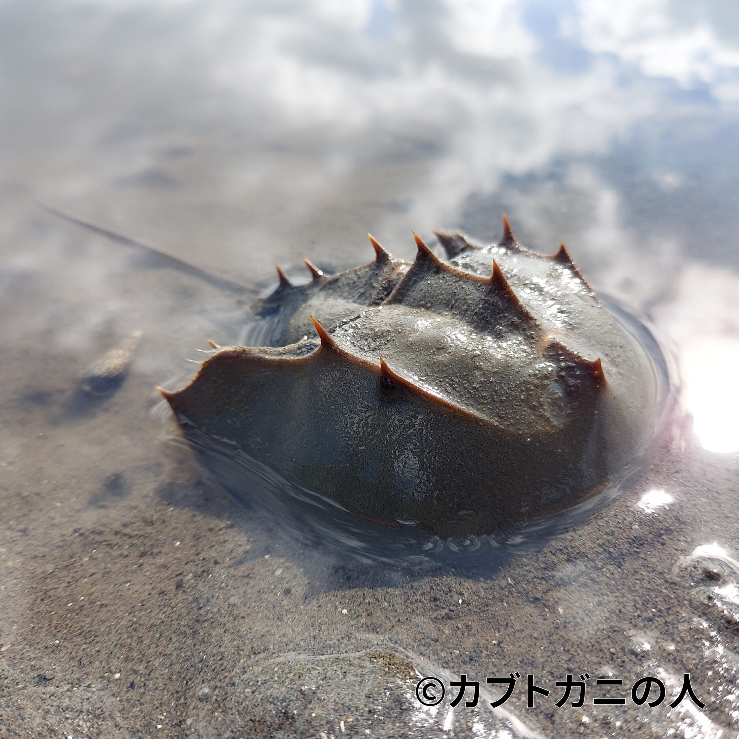 スローライフカブトガニ - いきもの発見日和
