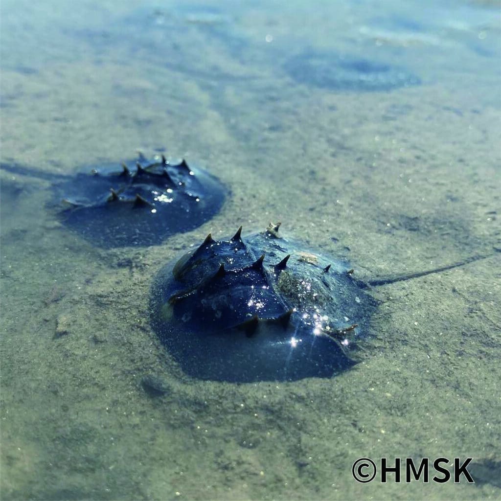 カブトガニ（Photo by HMSK）