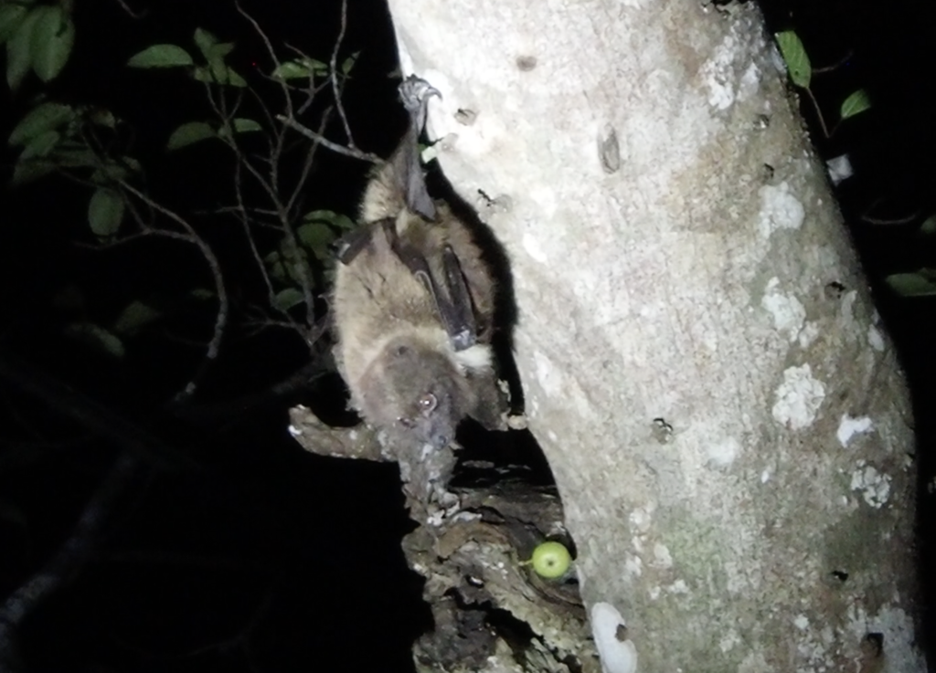 クビワオオコウモリ