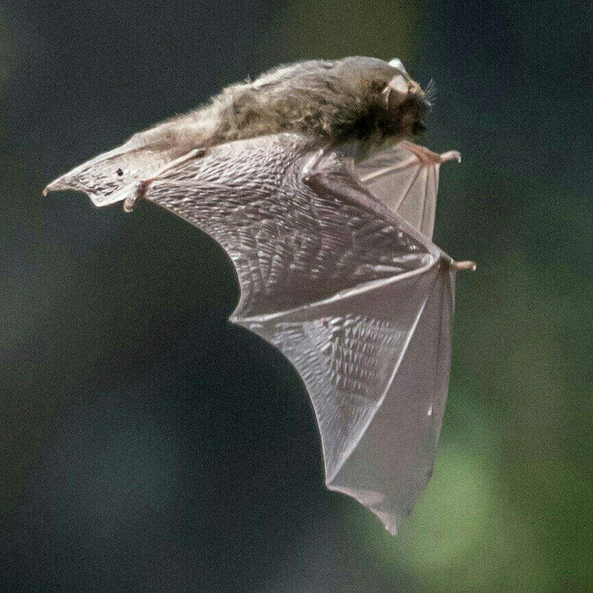 アブラコウモリ（Photo by さたに）