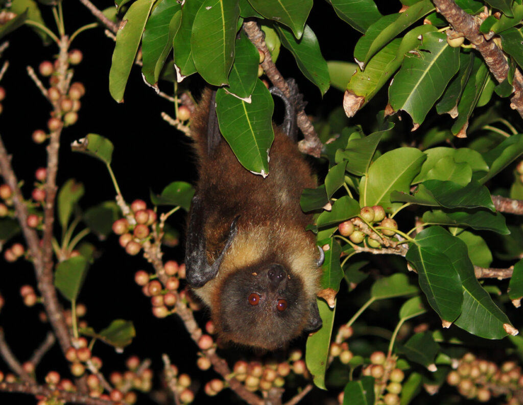 Pteropus-dasymallus-yayeyam