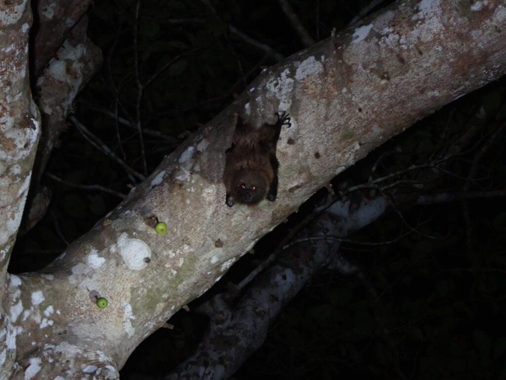 クビワオオコウモリ