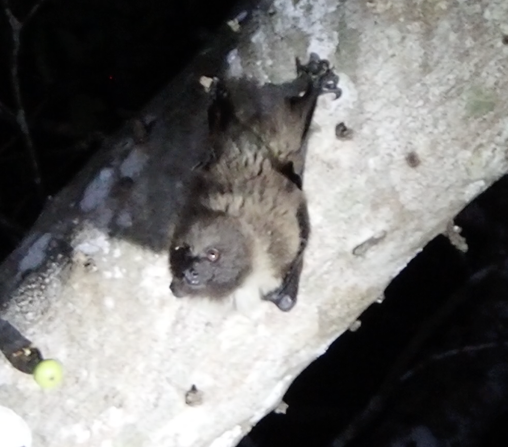 クビワオオコウモリ