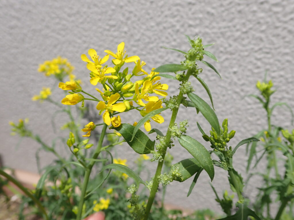 ミズナの花とホウレンソウの花