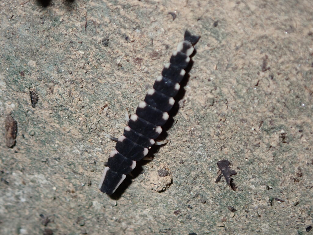 マドボタルの一種