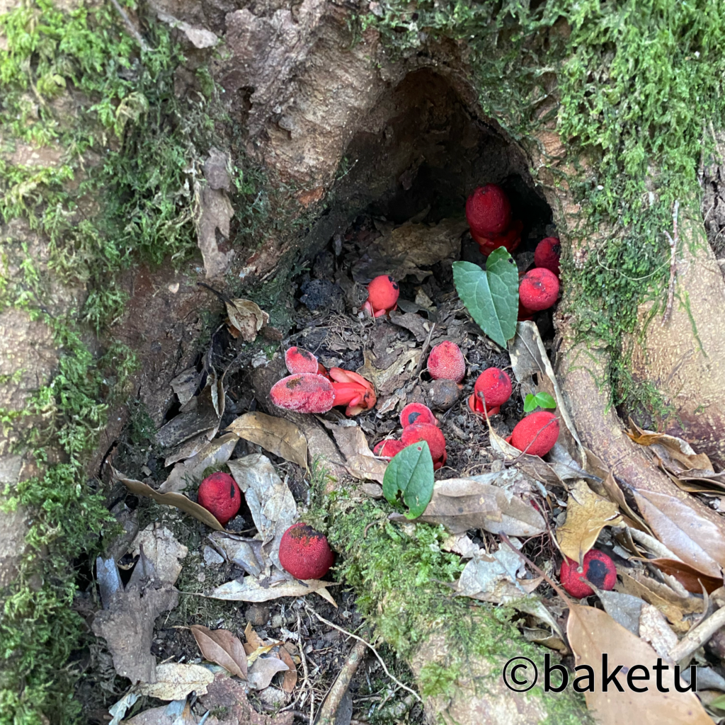 ツチトリモチ（Photo by baketu）
