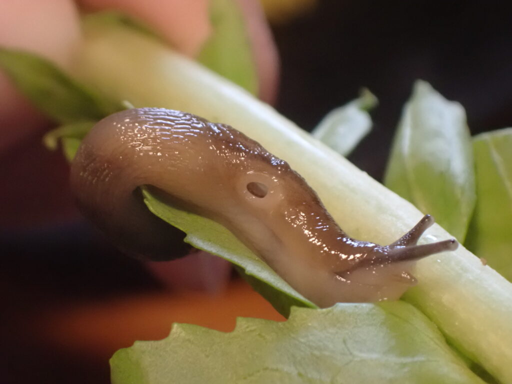 ナメクジの呼吸孔