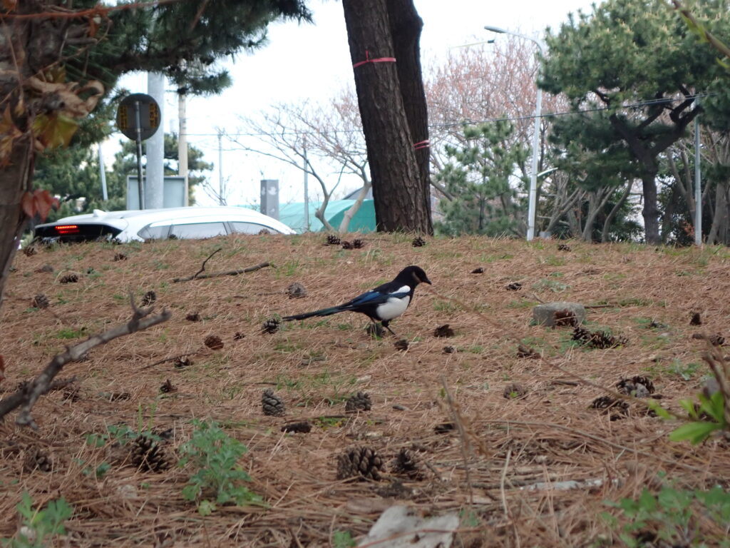 カササギ