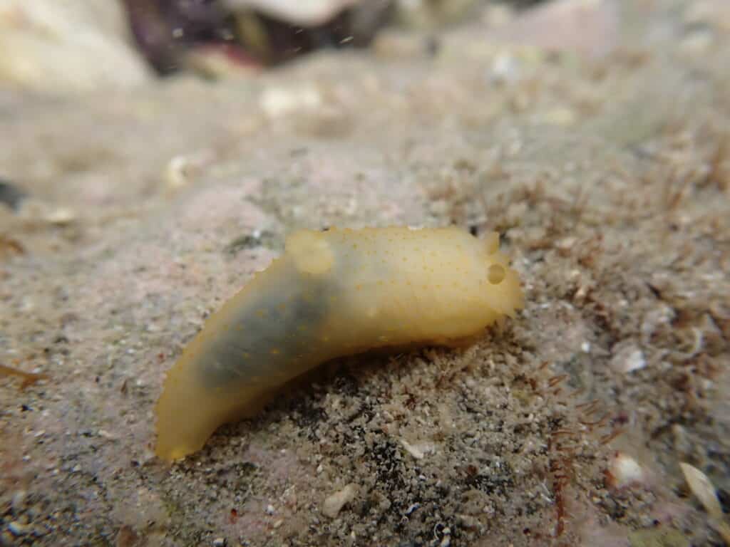 キヌハダモドキ