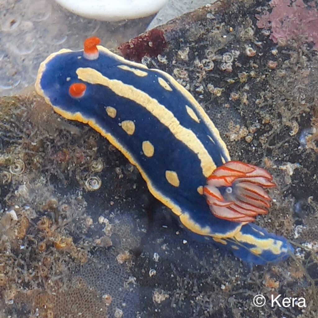 アオウミウシ