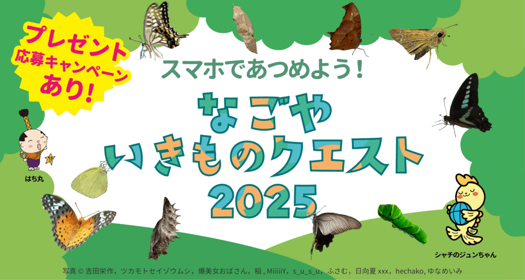 チョウを呼ぶまちプロジェクト！なごやでいきもの探し！