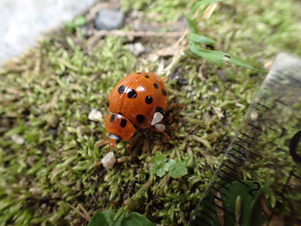 ハラグロオオテントウ