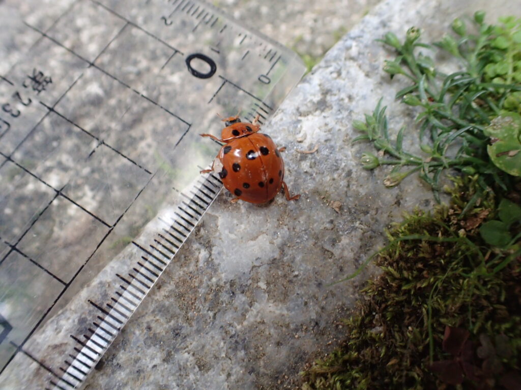 ハラグロオオテントウ