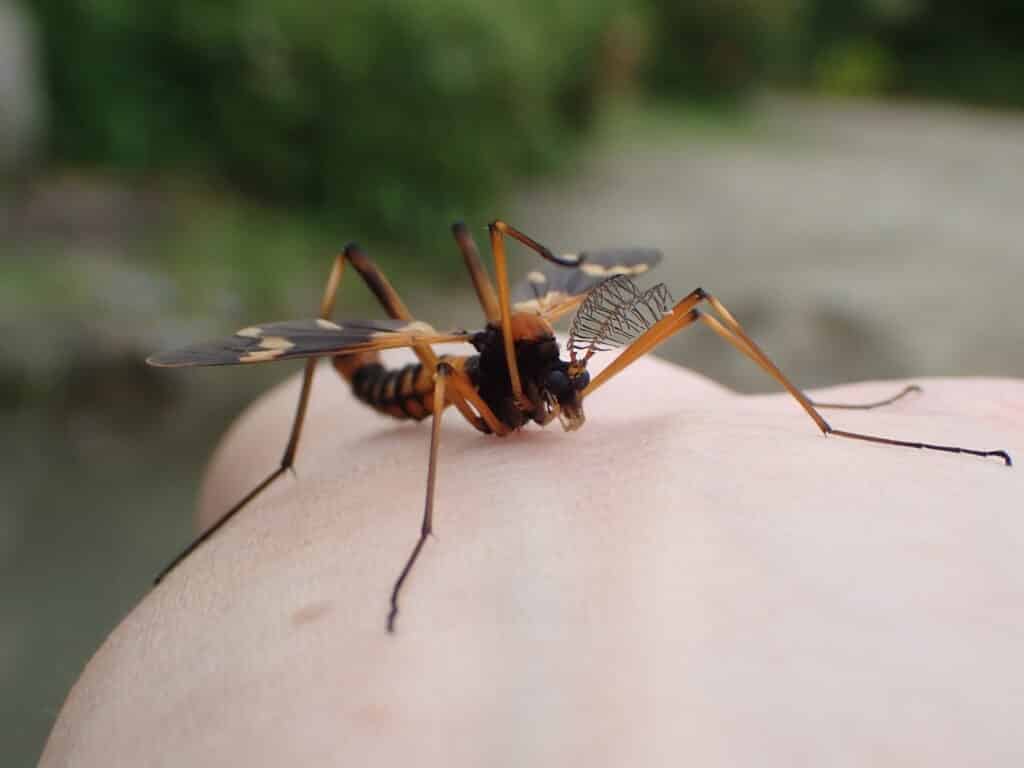 ホリカワクシヒゲガガンボ