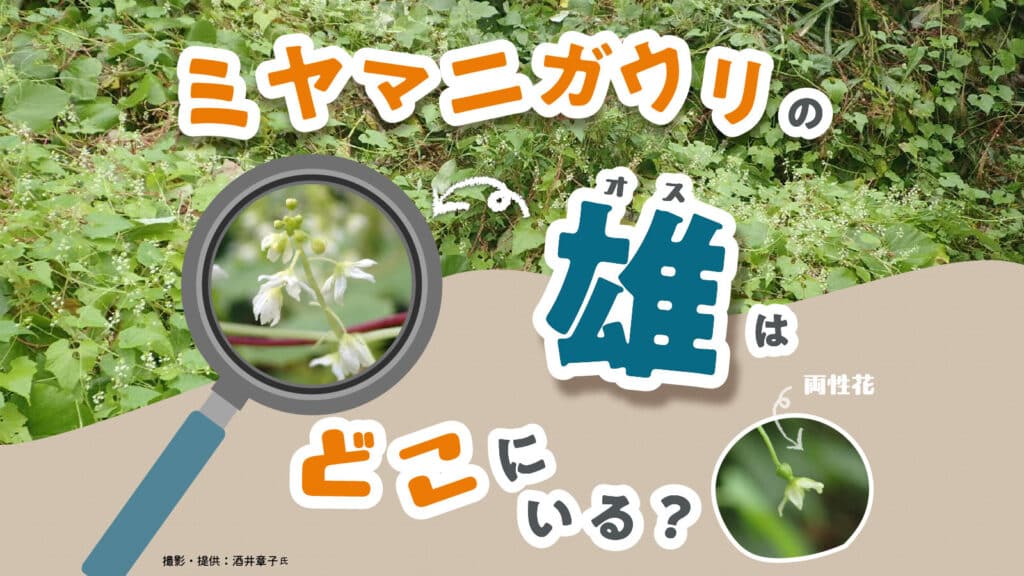 ミヤマニガウリの性の話