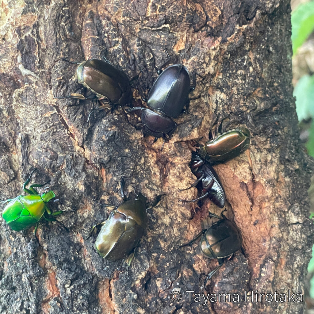 樹液に群がる昆虫