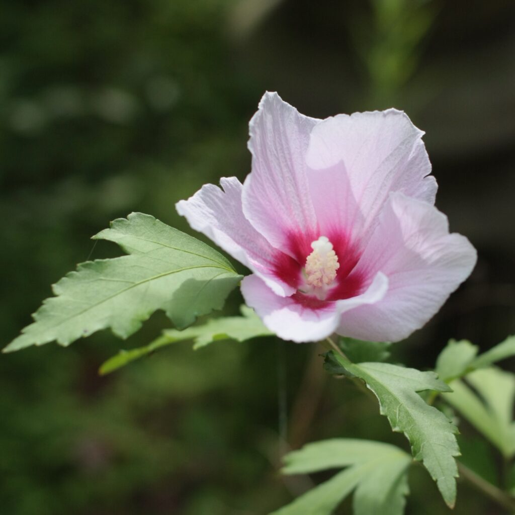 ムクゲの花